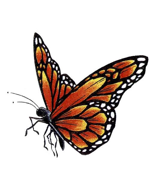 501x649 monarch butterfly drawing side - Monarch Butterfly Drawing Side.