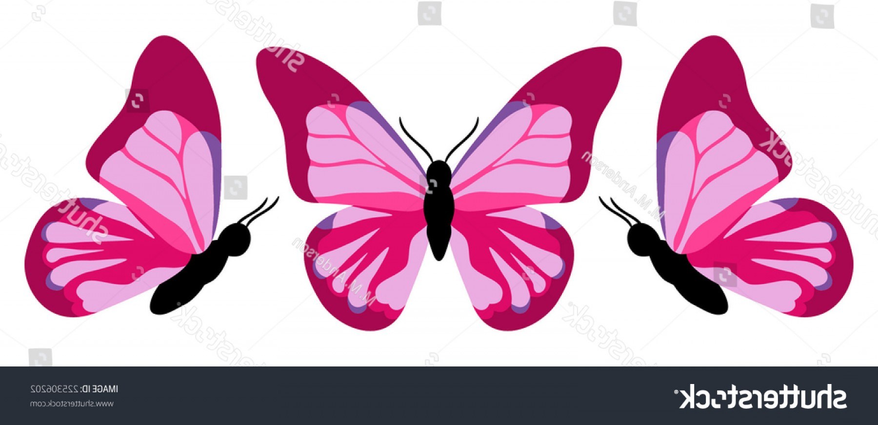 1800x871 view drawing side monarch butterfly - Monarch Butterfly Drawing Side