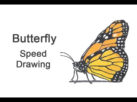 480x360 Butterfly - Monarch Butterfly Drawing Side
