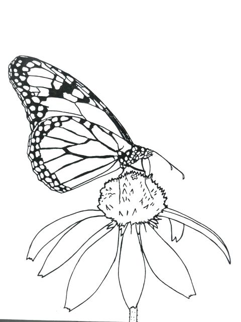 Monarch Butterfly Line Drawing At Explore