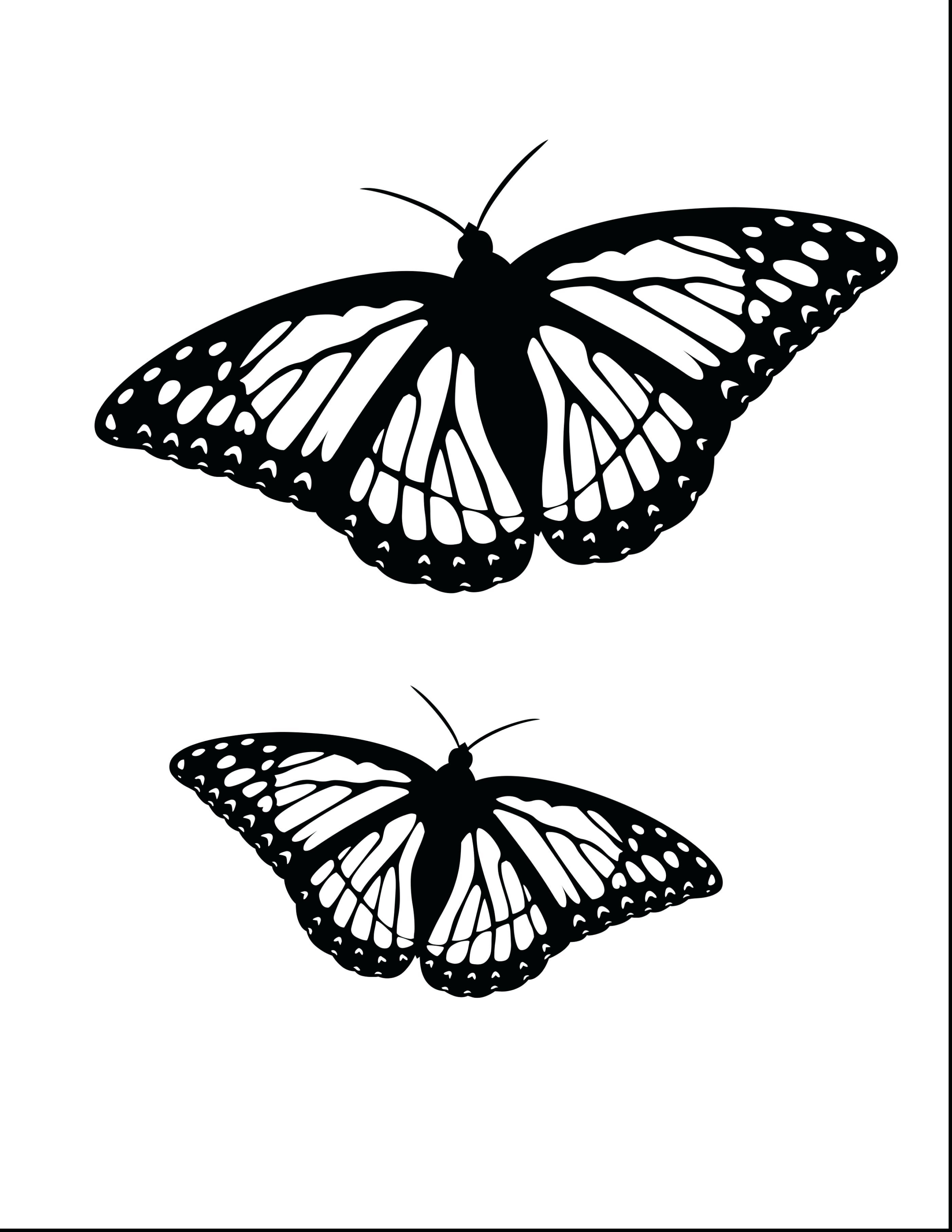 Monarch Butterfly Line Drawing  at PaintingValley com 