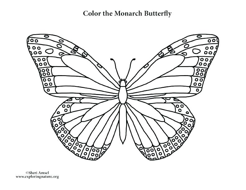 792x612 monarch butterfly worksheets monarch coloring - Monarch Butterfly Line Drawing