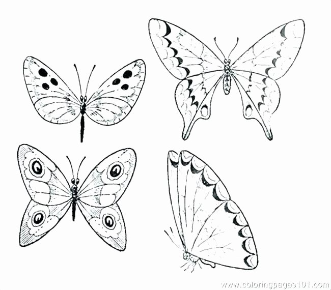 650x570 monarch butterfly coloring sheet fresh life cycle a butterfly - Monarch Butterfly Line Drawing
