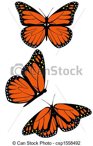 300x470 monarch butterfly a set of three monarch butterflies - Monarch Butterfly Line Drawing
