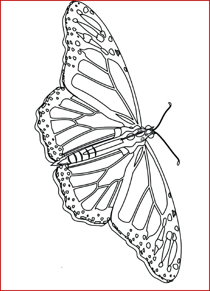 Monarch Butterfly Line Drawing at PaintingValley.com | Explore ...