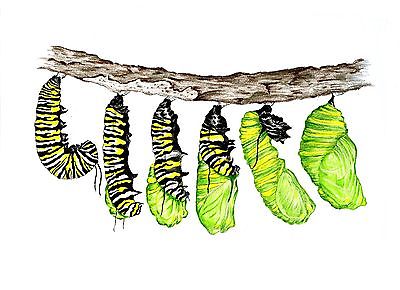 400x290 coachella from caterpillar to butterfly art - Monarch Caterpillar Drawing