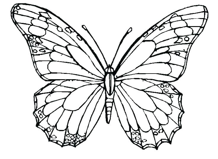 736x536 Coloring Monarch Butterfly Pages Butterflies Drawn Color Pictures - Monarch Caterpillar Drawing