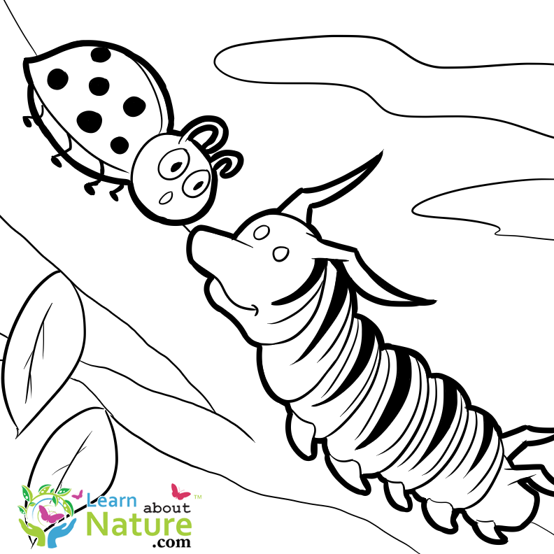 792x792 free monarch caterpillar coloring page - Monarch Caterpillar Drawing