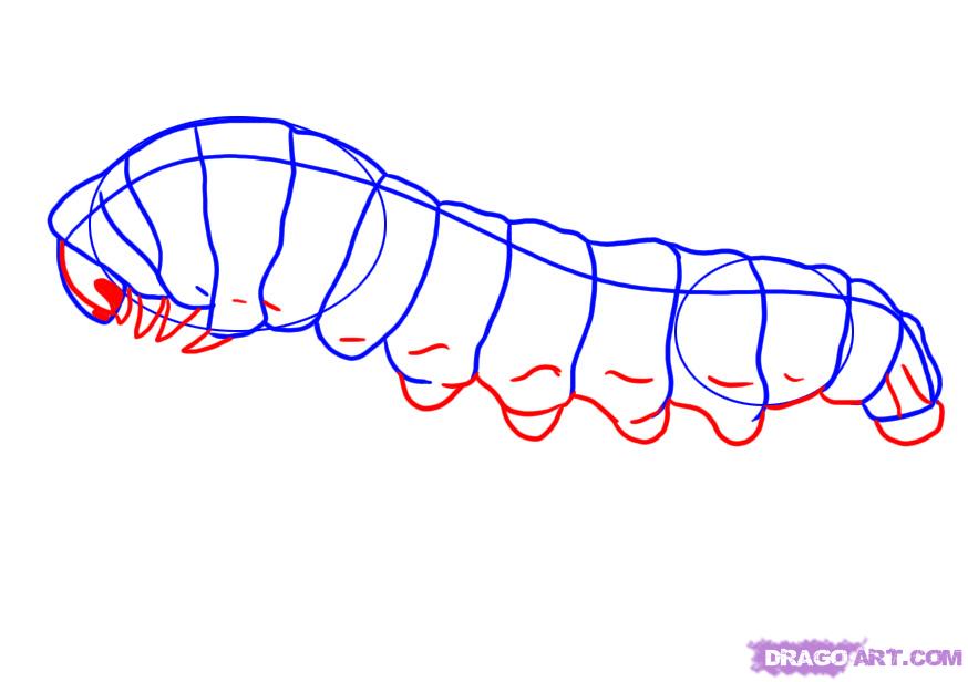 874x616 how to draw a caterpillar, step - Monarch Caterpillar Drawing