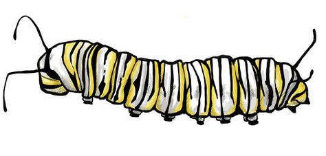 Monarch Caterpillar Drawing at PaintingValley.com | Explore collection ...