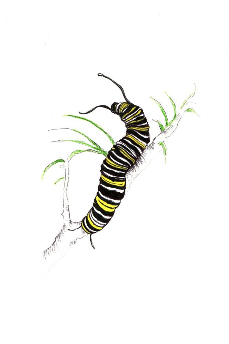 794x1192 monarch caterpillar print digital print of an original etsy - Monarch Caterpillar Drawing