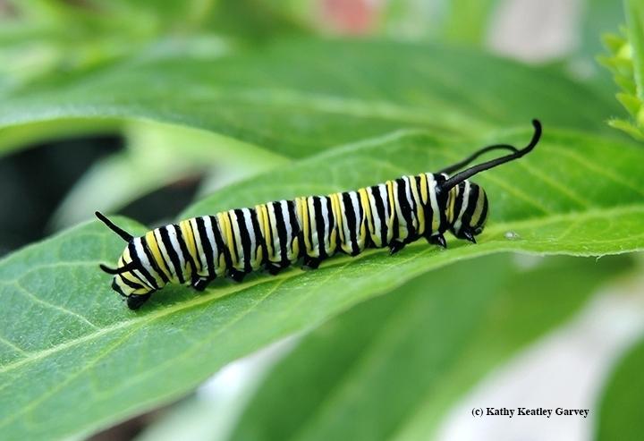 720x493 monarch catterpillar credit jenny monarch butterfly caterpillar - Monarch Caterpillar Drawing