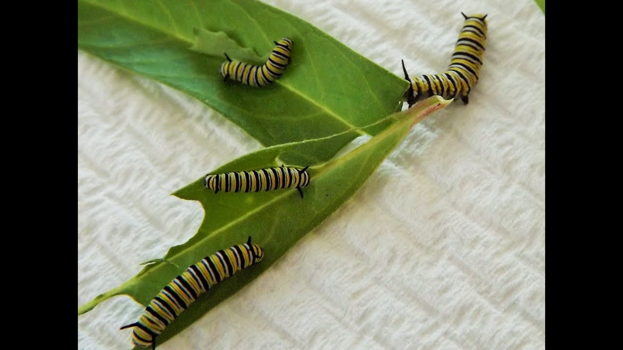 1280x720 Raising Monarchs - Monarch Caterpillar Drawing