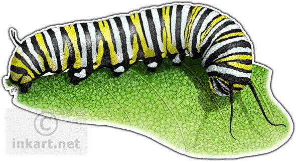 590x323 wildlife art butterflies and moths - Monarch Caterpillar Drawing