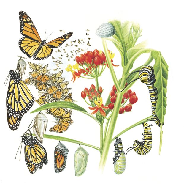 620x619 monarch caterpillar drawing - Monarch Caterpillar Drawing