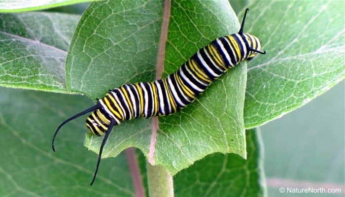 700x400 biology of the monarch butterfly - Monarch Caterpillar Drawing