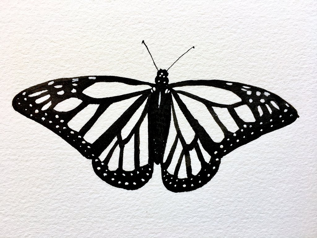 1024x768 inktober drawing - Monarch Drawing