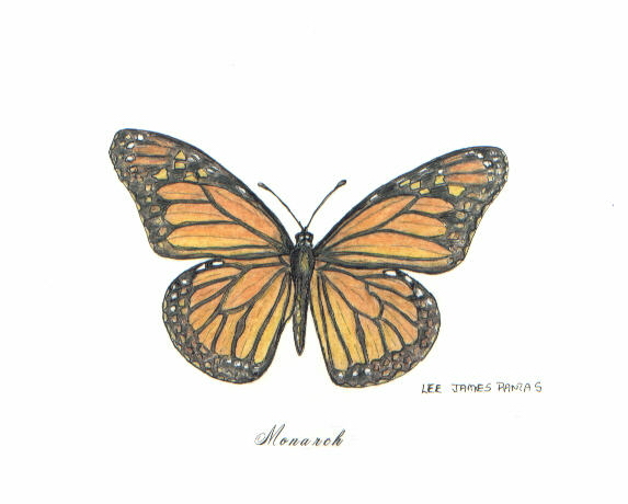 573x460 Monarch Butterfly Clipart Butterfly Drawing - Monarch Drawing