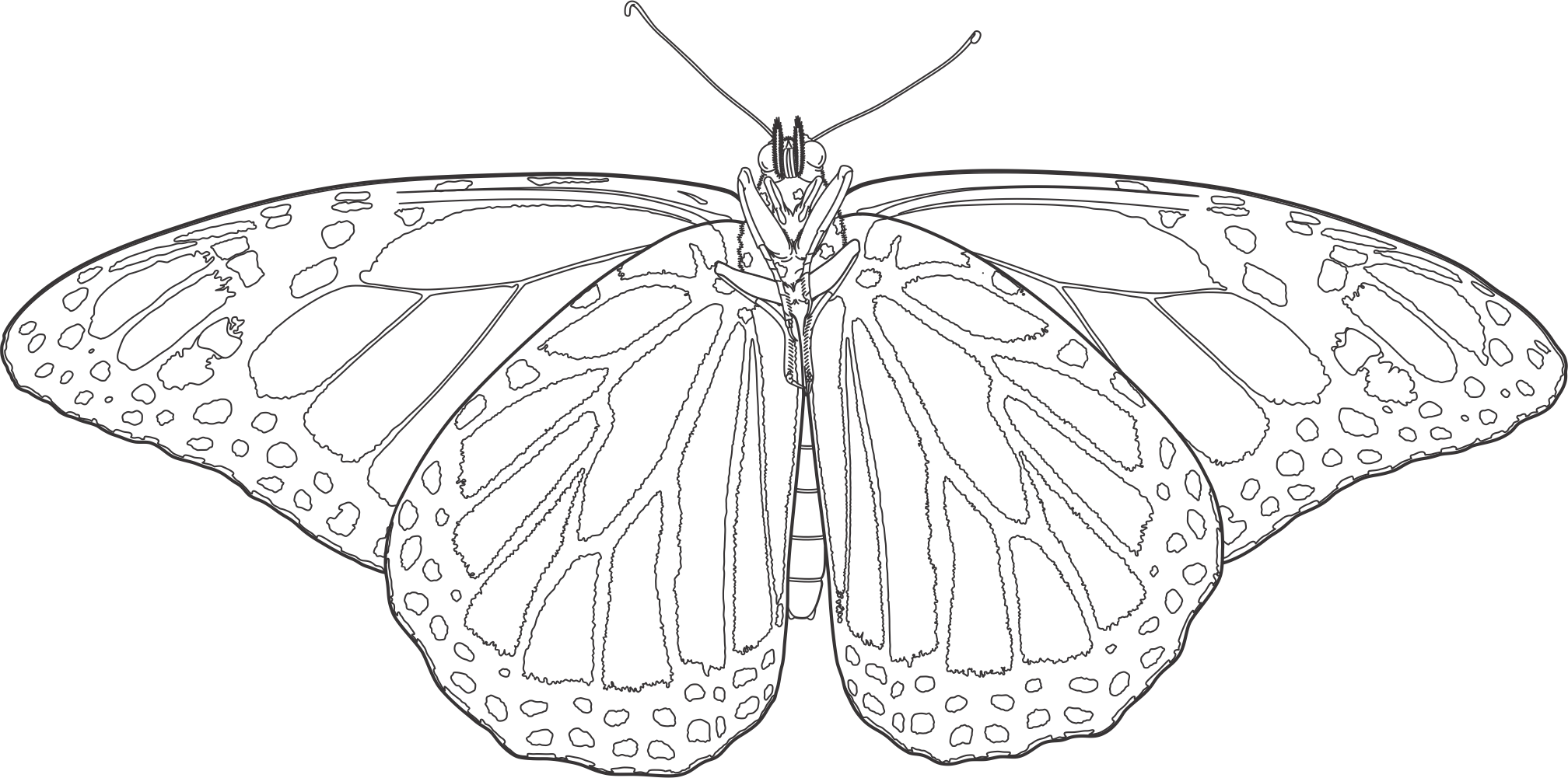 2016x1001 drawing line monarch butterfly huge freebie! download - Monarch Drawing