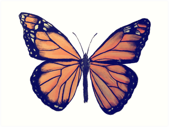 549x413 Monarch Butterfly Drawing Art Prints - Monarch Drawing
