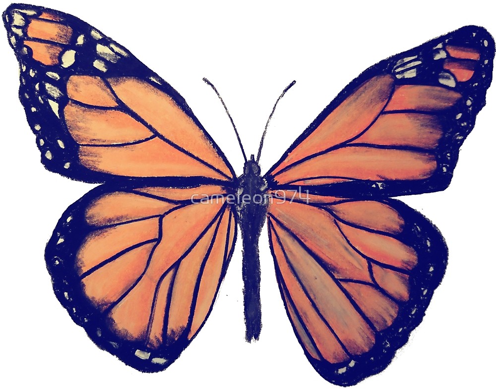 1000x785 Monarch Butterfly Drawing - Monarch Drawing