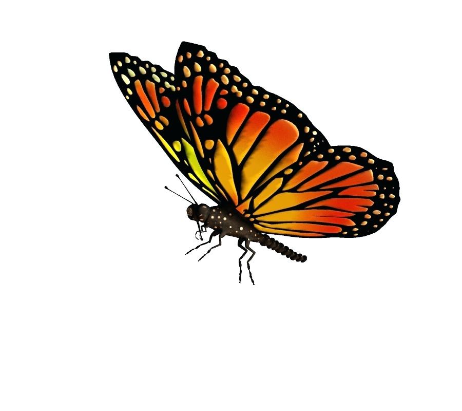 900x800 monarch butterfly flying monarch butterfly drawing clip art flying - Monarch Drawing