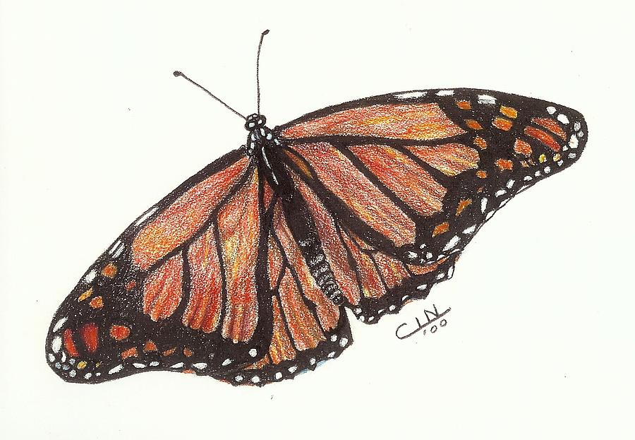 Monarch Drawing at Explore collection of Monarch