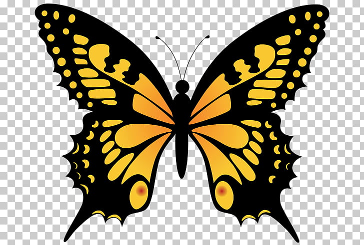 728x491 Monarch Butterfly Drawing Butterfly Png Clipart Free Cliparts - Monarch Drawing