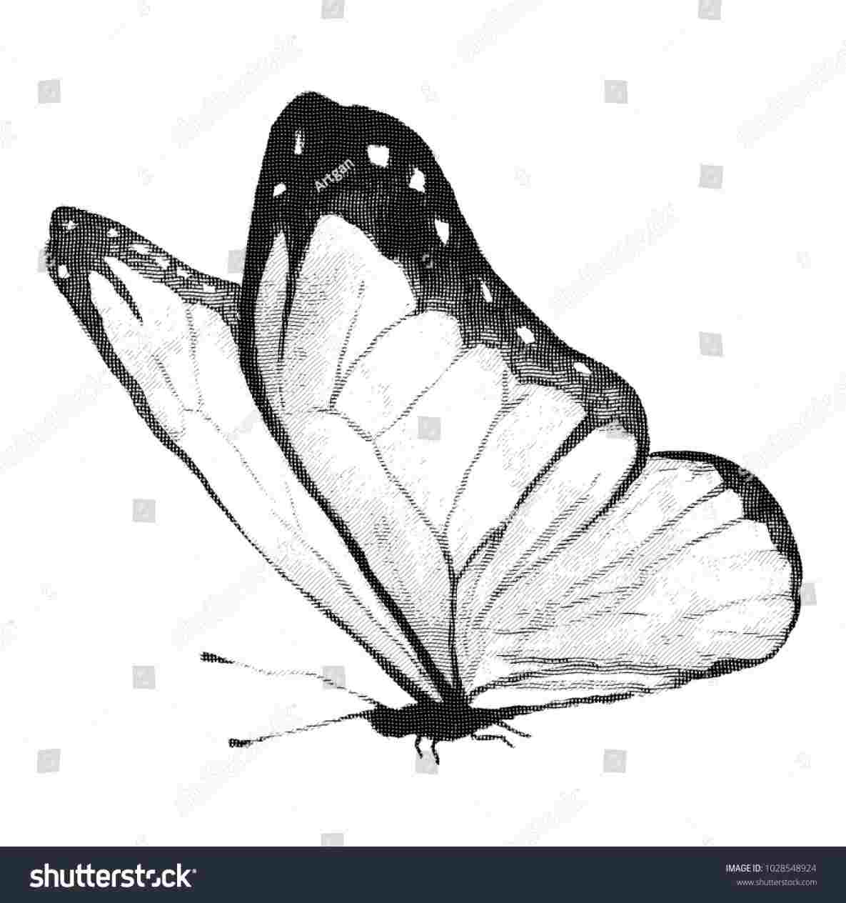 1185x1264 pencil to draw a monarch butterfly with markers and color pencils - Monarch Drawing