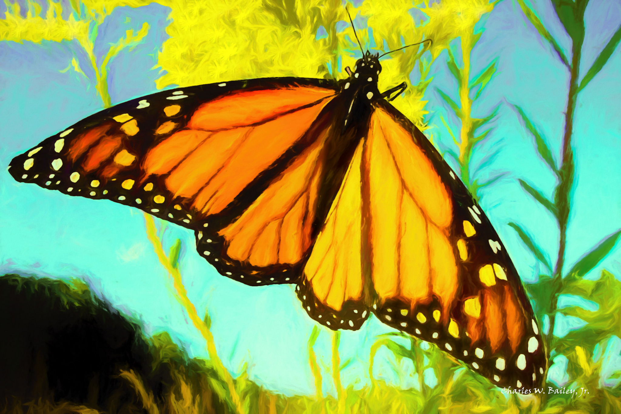 2048x1365 Digital Pastel Drawing Of A Monarch Butterfly Charles W Bailey - Monarch Drawing