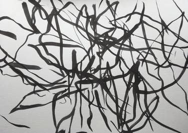 375x265 money tree and begonia south east drawing - Money Tree Drawing