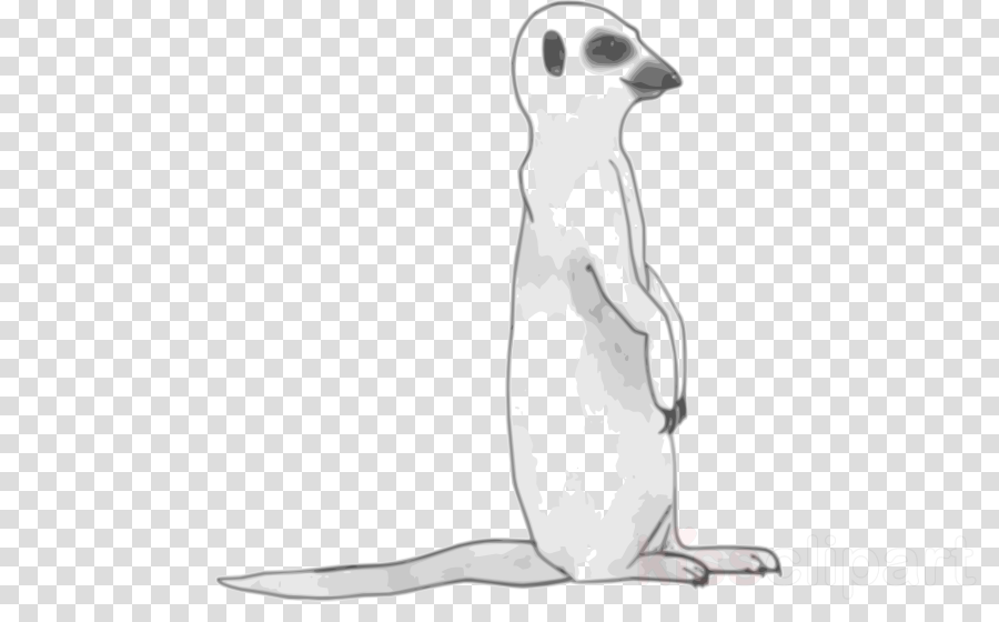900x560 Drawing, Bird, Penguin, Transparent Png Image Clipart Free Download - Mongoose Drawing
