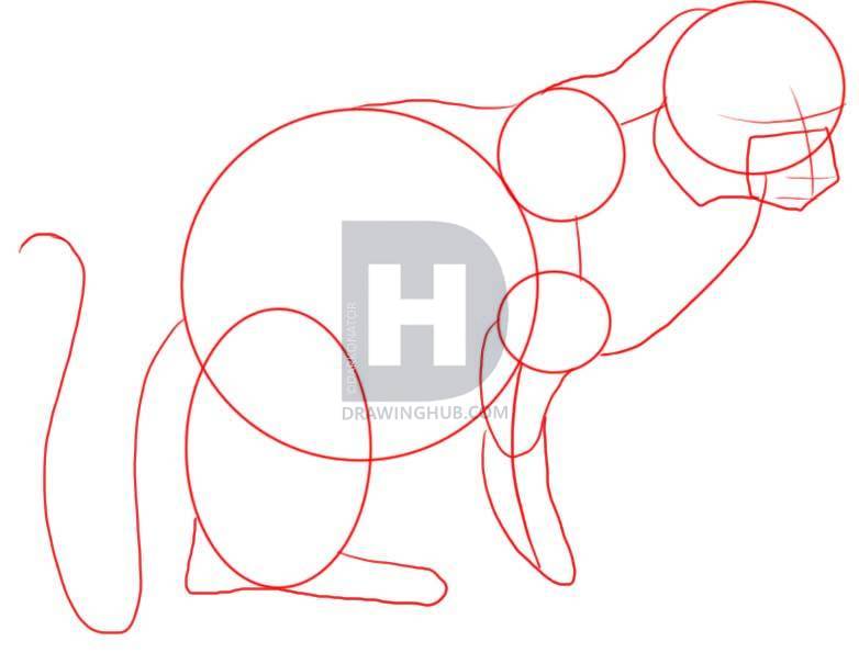 782x605 How To Draw A Mongoose, Step - Mongoose Drawing