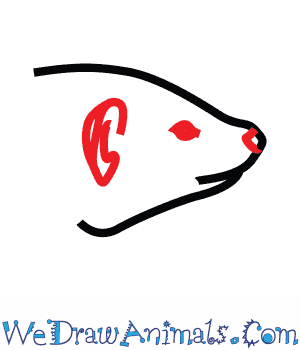 300x350 How To Draw A Banded Mongoose - Mongoose Drawing