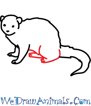 300x350 How To Draw A Dwarf Mongoose - Mongoose Drawing