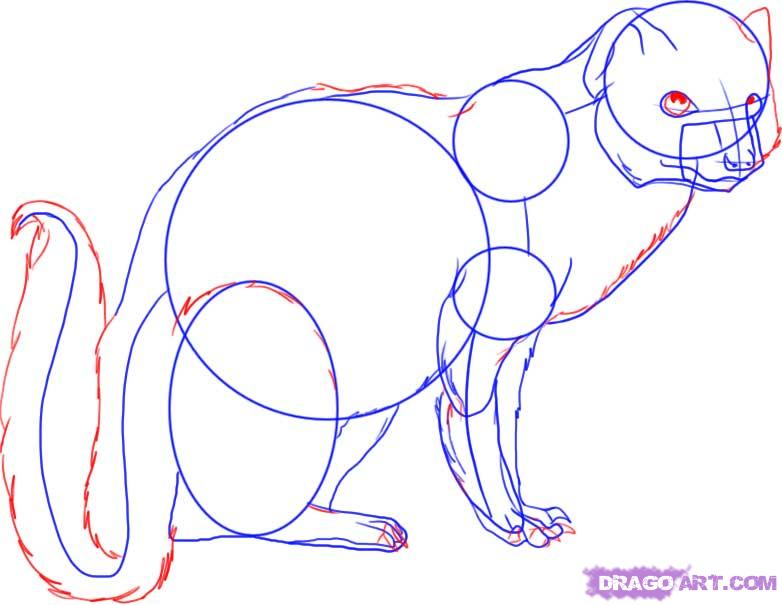 782x605 How To Draw A Mongoose, Step - Mongoose Drawing