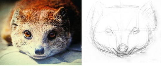 549x227 How To Draw Mongoose`s Head And Face - Mongoose Drawing