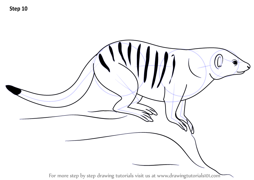 844x598 Learn How To Draw A Banded Mongoose - Mongoose Drawing