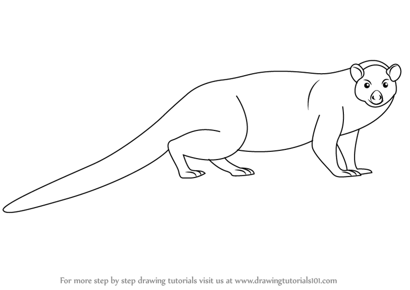800x567 Learn How To Draw A Mongoose - Mongoose Drawing