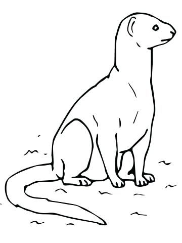 Learn How To Draw A Mongoose Face For Kids Animal Fac - vrogue.co