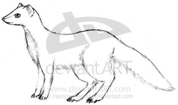 600x355 Mongoose Drawing - Mongoose Drawing