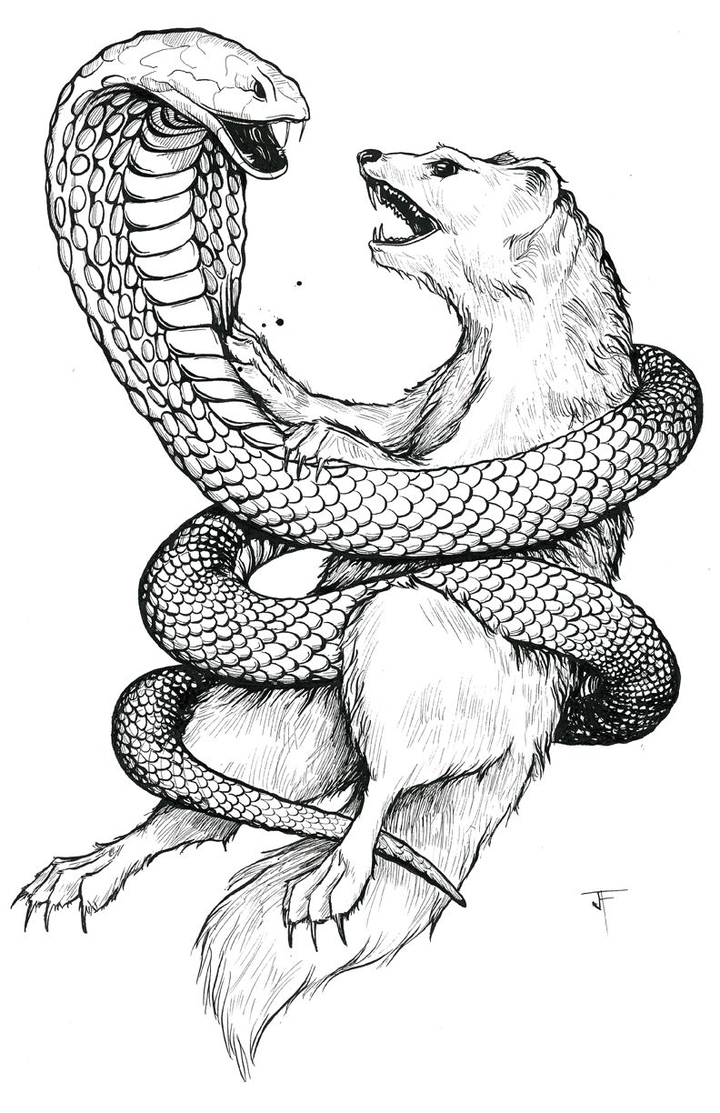 792x1224 mongoose tat idea metal snake drawing, cobra tattoo - Mongoose Drawing