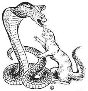 300x310 Angry Mongoose Drawing - Mongoose Drawing