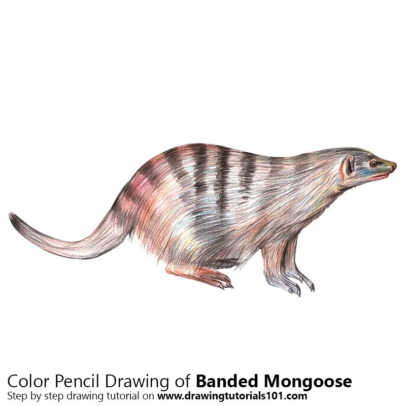 800x800 banded mongoose colored pencils - Mongoose Drawing
