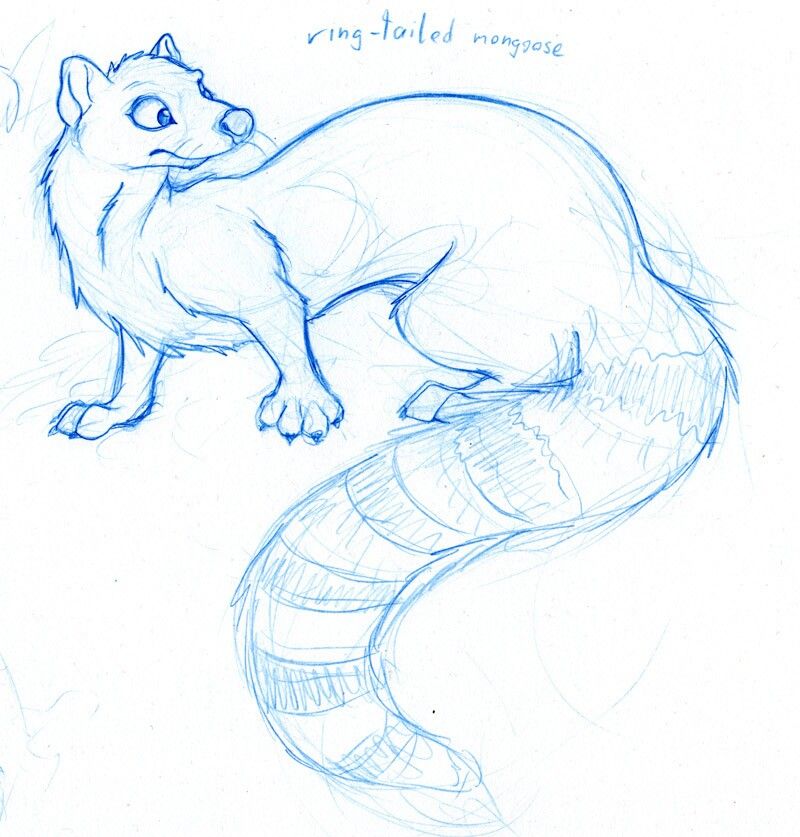 800x837 base idea of mongoose in a cartoon form drawing tuts and refs - Mongoose Drawing