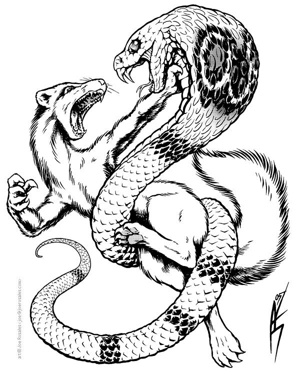 600x754 Cobra And Mongoose - Mongoose Drawing