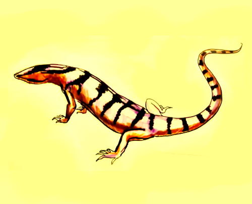 500x404 how to draw a monitor lizard - Monitor Lizard Drawing