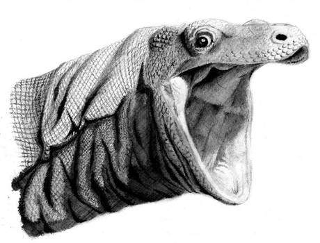 Monitor Lizard Drawing at PaintingValley.com | Explore collection of