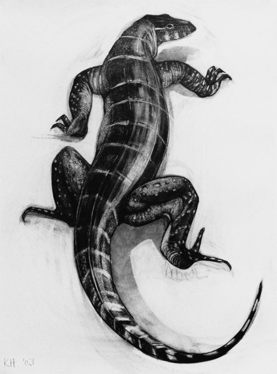 556x750 monitor lizard - Monitor Lizard Drawing