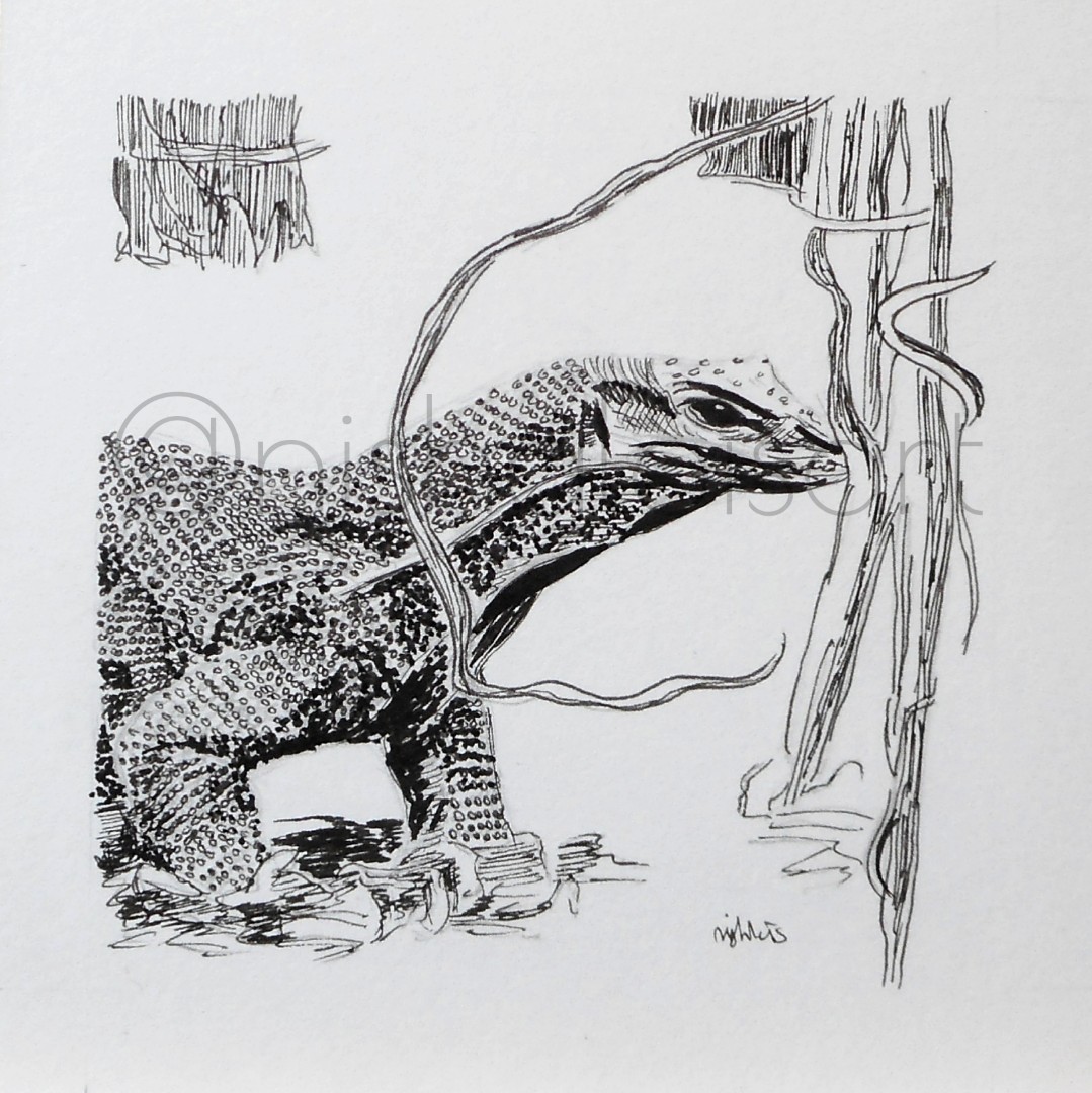 1079x1080 Animal Message Card - Monitor Lizard Drawing